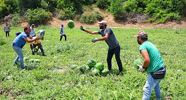 Tescilli Adana karpuzunda hasat başladı: Kilogramı 20-24 lira