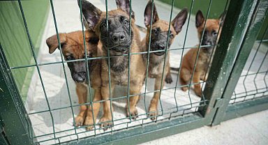 TSK'nın Özel Yetenekleri: Eğitimli Köpekler Bursa'da Şekilleniyor