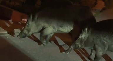 Ünye Sokaklarında Yaban Domuzu Şaşkınlığı