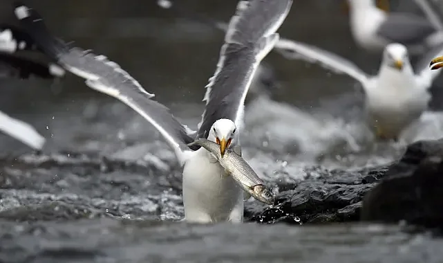Van Gölü&#039;nün İnci Kefalleri: Doğanın Nefes Kesen Mücadelesi Devam Ediyor