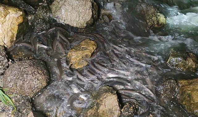 Van Gölü&#039;nde İnci Kefalinin Muhteşem Gece Göçü Başladı