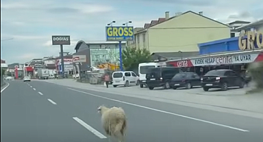 Yalova'da Kurbanlık Koyun Trafiği Birbirine Kattı