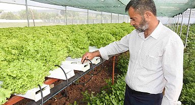 Yavuzelili Çiftçi Topraksız Tarımla Marulda Rekor Süreye Ulaştı