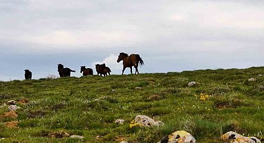 Yaylaların özgür ruhları yılkı atları havadan görüntülendi