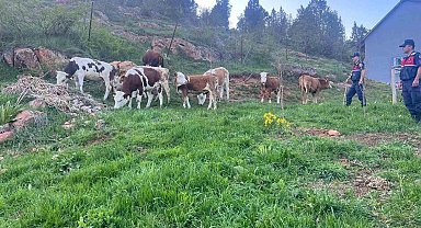 Yozgat'ta Kaybolan Hayvanları Jandarma Buldu