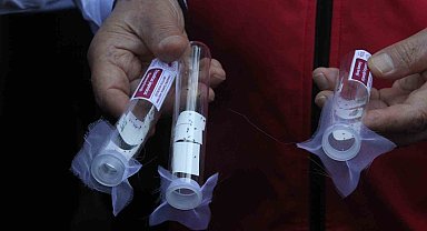 1 milyondan fazla samuray arısı salınımı yapılacak