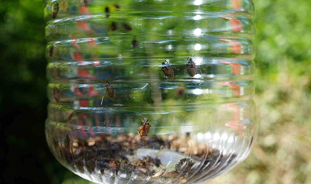 15 bin samuray arıcığı ve 300 sülün doğaya salındı