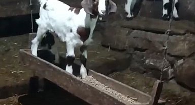 Ahırda salıncak keyfi kamerada