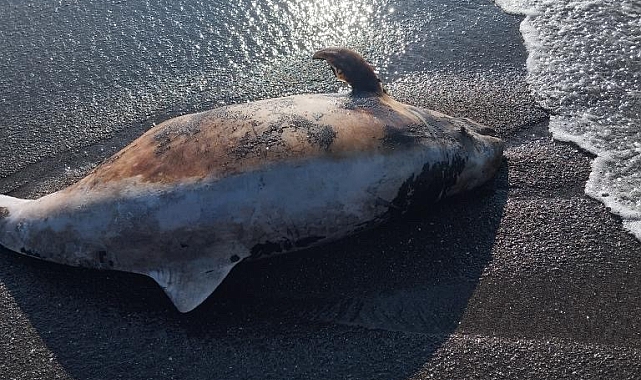 Akçakoca Sahilinde Ölü Yunus Bulundu