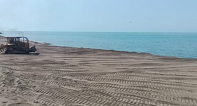 Akçakoca Sahiline Ölü Yunus Balığı Vurdu