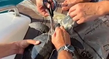Alanya Açıklarında Plastik Çuvalda Bulunan Yavru Caretta Caretta Kurtarıldı
