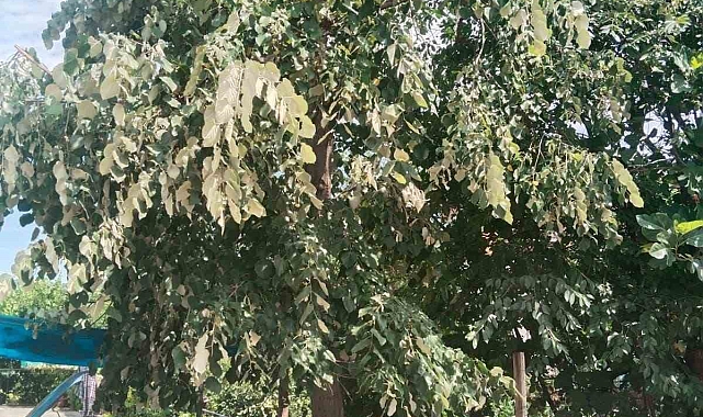 Alaplı&#039;da Ihlamur Toplarken Ağaçtan Düşen Kadın Yaralandı