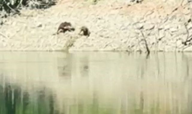 Artvin&#039;de iki ayı önce serinledi, sonra nehir kıyısında kavga etti