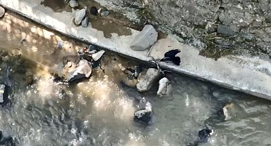 Artvin'de Karga ve Yılanın Çarpışması Kamerada!