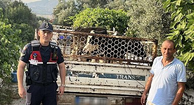 Aydın Nazilli'de Çalınan Büyükbaş Hayvanlar Sahibine Teslim Edildi: Hırsız Yakalandı!