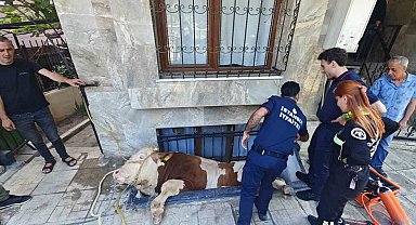Bahçelievler'de Pencere Boşluğuna Düşen Kurbanlık Boğa Kurtarıldı