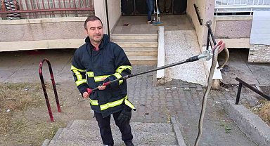 Batman'da Bina Girişinde Yakalanan Yılan Doğaya Bırakıldı