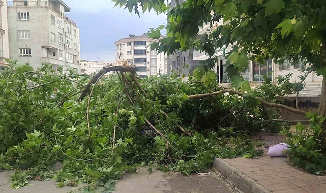 Batman&#039;da şiddetli rüzgarın devirdiği ağaç park halindeki aracın üzerine düştü