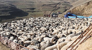 Bayburt'ta 3 Bin Koyun Mobil Makinelerle Yıkanıp İlaçlandı: Parazit Mücadelesi Hız Kesmiyor