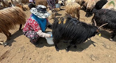 Berivanlara Güneş Kalkanı: Yüksekova'da Gölgelik Projesi Hayata Geçiriliyor