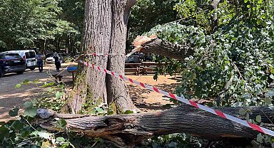 Beykoz'da Piknik Alanında Ihlamur Ağacı Devrildi: Büyük Panik Yaşandı