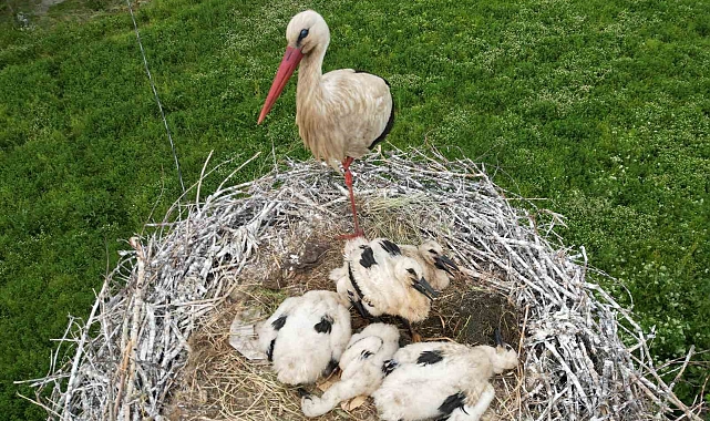 Bitlis&#039;te Anne Leylek Yavrularının Başından Ayrılmıyor: Doğa Gözlemcilerinden Çağrı