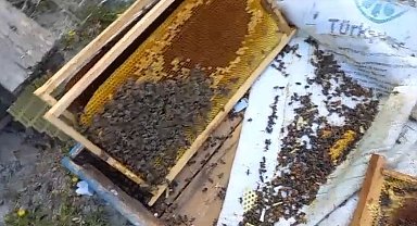 Bolu Göynük'te Ayı Saldırısı: Arı Kovanları Parçalandı