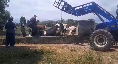 Bolu'da Su Oluğu Tuzağına Düşen İneği Köylüler Kurtardı: "Koruma Şart!"