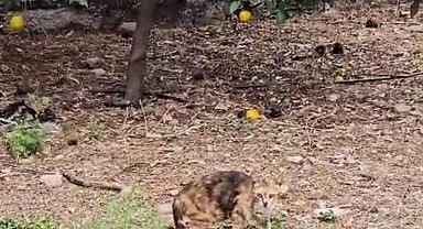 Boruya Düşen Yavru Kedi Kurtarıldı, Annesiyle Kavuşma Anları Kamerada!