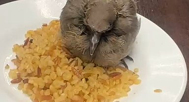 Çankırı'da Bitkin Düşen Kuşa Esnaftan Merhamet Eli