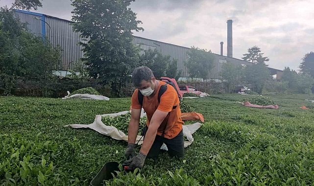 ÇAYKUR Fabrikasından Çıkan Kömür Tozu Çay Bahçelerini Kapladı: Halk Sağlığı Tehdit Altında