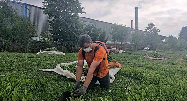 ÇAYKUR Fabrikasından Çıkan Kömür Tozu Çay Bahçelerini Kapladı: Halk Sağlığı Tehdit Altında