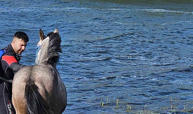 Çıldır Gölü&#039;nde Mahsur Kalan At AFAD Ekiplerince Kurtarıldı
