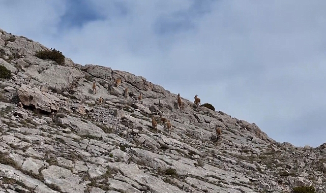 Dağ keçileri havadan görüntülendi