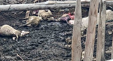 Domaniç'te Kurt Saldırısı: Bir Ağıldaki 25 Koyun Telef Oldu veya Yaralandı
