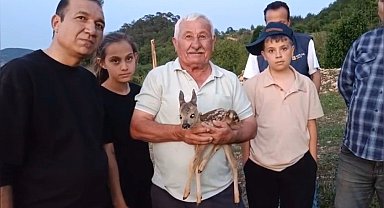 Durağan'da Çoban Sahipsiz Yavru Ceylana Keçi Sütüyle Şefkat Eli Uzattı
