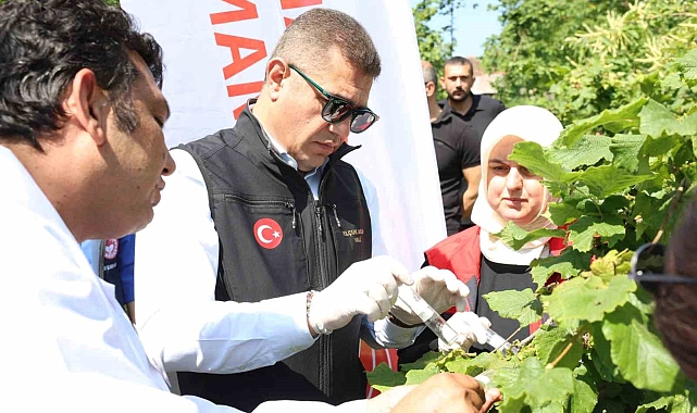 Düzce&#039;de Kahverengi Kokarca&#039;ya Karşı 20 Bin Samurai Arısı Doğaya Salındı!