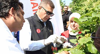Düzce'de Kahverengi Kokarca'ya Karşı 20 Bin Samurai Arısı Doğaya Salındı!