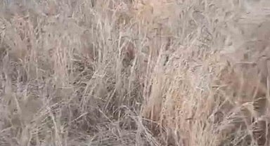 Elazığ'da araziler yaban domuzlarının istilasına uğradı
