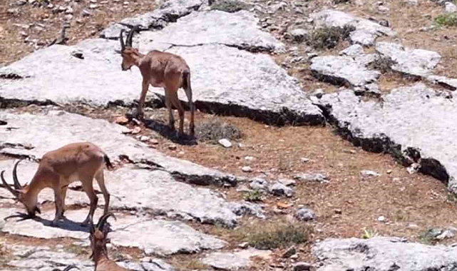 Elazığ&#039;da Dağ Keçileri Dronla Görüntülendi: Nefes Kesen Anlar