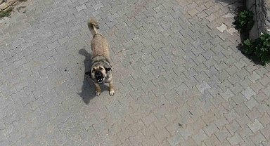 Elazığ'da Dronu Gören Köpeğin Komik Tepkisi Kamerada