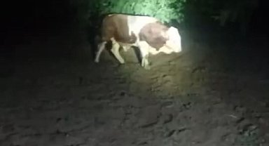 Elazığ'da Kaçan Boğa Uyuşturucu İğneyle Yakalandı