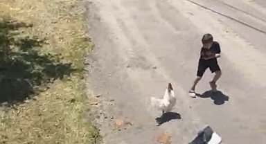 Erzincanlı Minik Ömer Arda'nın Horozla Eğlenceli Kovalamacası Kamerada!