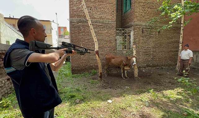 Erzurum&#039;da Kaçan Düve Yakalama Timini Uğraştırdı