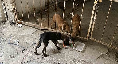 Eskişehir'de Depoda Mahsur Kalan Köpekler Film Gibi Operasyonla Kurtarıldı!
