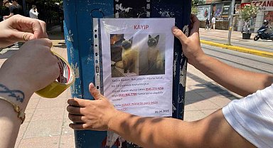 Eskişehir'de Kayıp Kedi 'Badem' İçin Bayramda Seferberlik: Annesi Gözyaşlarıyla Arıyor