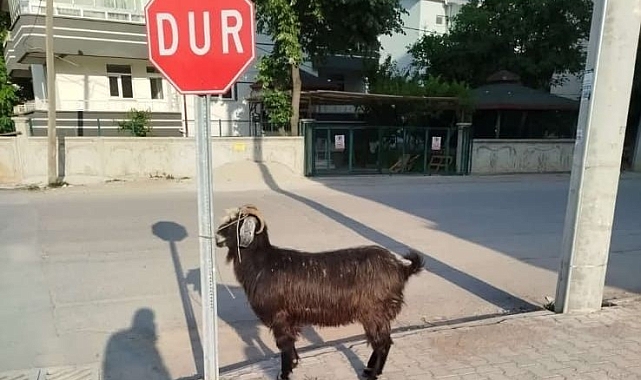 Firari keçiler ekipler tarafından bulundu