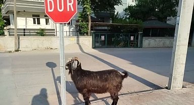 Firari keçiler ekipler tarafından bulundu