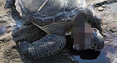 Gazipaşa'da Yürek Burkan Vahşet: Caretta Caretta'nın Başı Kesilerek Katledildi!