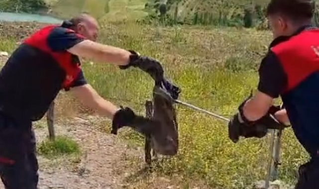 Gediz&#039;de yılan ve kene alarmı